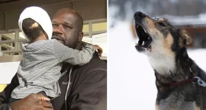 5-Year-Old Girl Is Viciously Attacked by Two Dogs – Shaquille O’Neal Steps in After Hearing the Story
