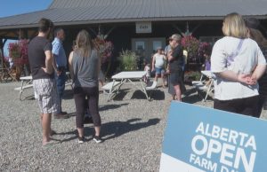 Lethbridge Farms celebrate Alberta Open Farm Days