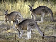 Australian man killed by wild kangaroo he was believed to have kept as pet, police say