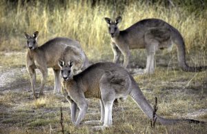 Australian man killed by wild kangaroo he was believed to have kept as pet, police say