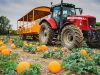 Where To Go Pumpkin Picking Near London This Autumn