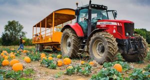 Where To Go Pumpkin Picking Near London This Autumn