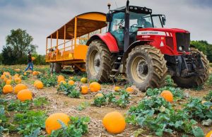 Where To Go Pumpkin Picking Near London This Autumn