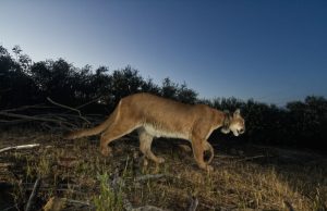 After surviving freeway crossing, wildfire, treatable disease killed this ‘interesting cat’