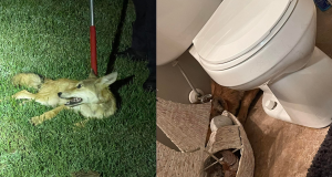 Family calls police after finding coyote hiding in their bathroom