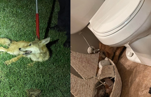 Family calls police after finding coyote hiding in their bathroom