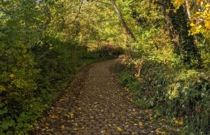 London’s Pocket Parks: Railway Fields, N4