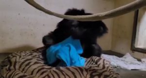 Try not to cry! Tear-jerking moment momma chimpanzee reunited with baby