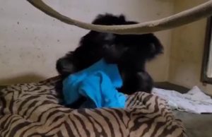 Try not to cry! Tear-jerking moment momma chimpanzee reunited with baby