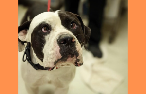 Animal Services Center to open late Thursday to allow for staff training