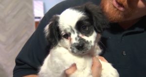Veterinarian shortage crisis in the Capital Region