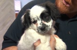Veterinarian shortage crisis in the Capital Region