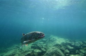 Study suggests US freshwater fish highly contaminated with ‘forever chemicals’