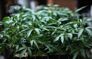 Two proposals for retail marijuana in Virginia voted down